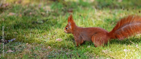 Fototapeta Red squirrel Sciurus vulgaris in the park.