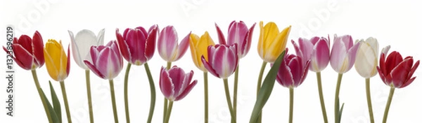Fototapeta "Experience the elegance of spring.  
Vivid tulips gracefully arranged against a pure white background,  
highlighting the delicate beauty of seasonal blooms."