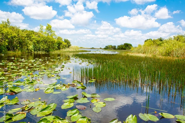 Obraz Mokradła Florydy, rejs łodzią powietrzną w Parku Narodowym Everglades w USA