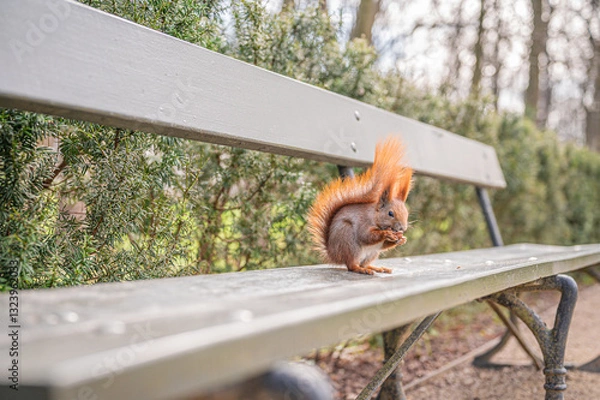 Fototapeta Wiewiórka