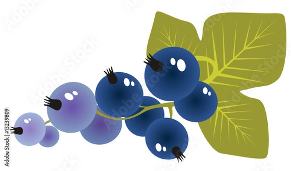 Obraz black currant
