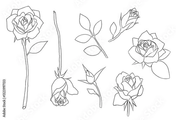 Obraz バラの線画イラスト素材