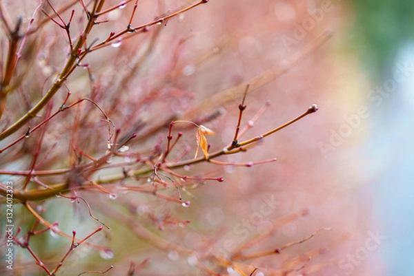 Fototapeta 雨上がりの枯れ枝と水滴、幻想的なボケが美しい冬の終わり
Raindrops on a Withered Branch, Dreamy Bokeh and the End of Winter
