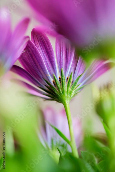 Obraz Violette Blumen mit grünem Stengel