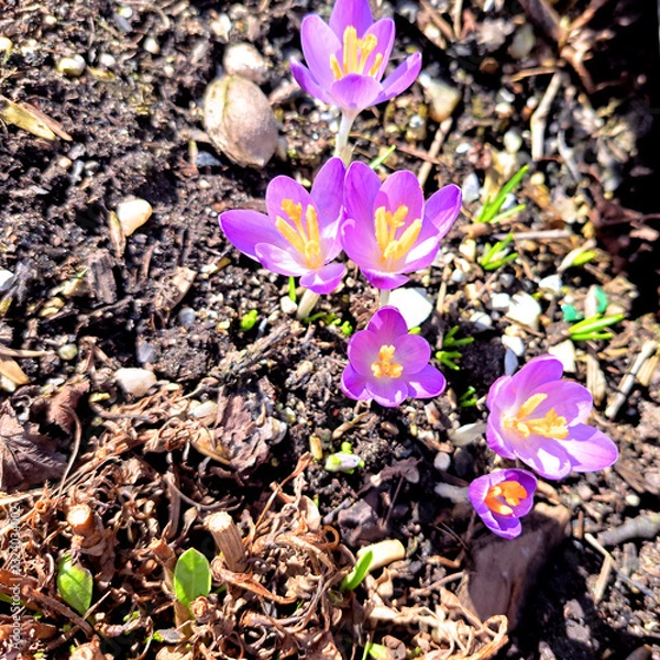 Obraz Violet Crocuses in Town