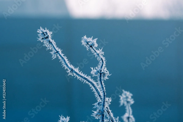 Fototapeta Frost delicately adorns the tree branches, transforming the landscape into a breathtaking winter spectacle set against a vibrant blue backdrop, showcasing the intricate, captivating beauty of nature