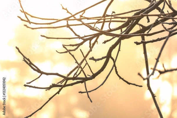 Fototapeta A captivating image showcasing tree branches against a glowing, sunlit backdrop, creating a serene and tranquil atmosphere