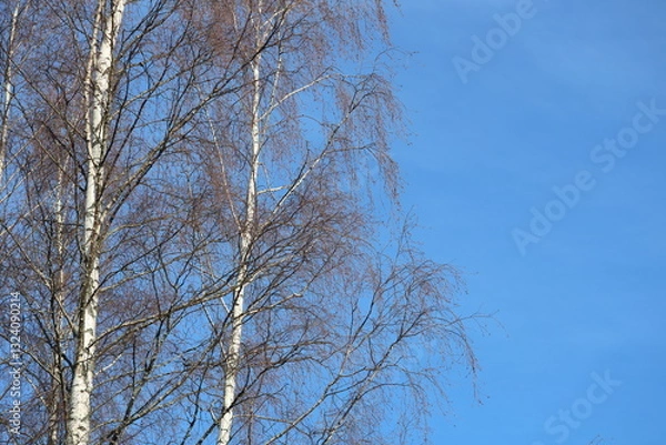 Fototapeta Two trees growing close together.