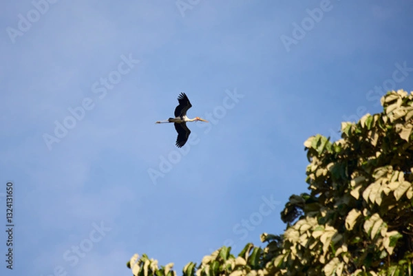 Fototapeta The stork in the sky flies over the trees
