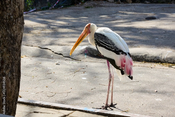Fototapeta Stork bird walks in the park