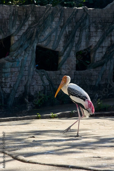 Fototapeta Stork bird walks in the park