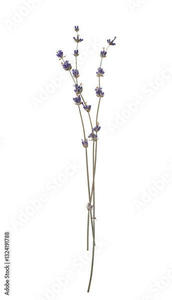 Fototapeta Sprigs of dried lavender herbarium flowers isolated cut out on a transparent background, perfect for adding a touch of rustic charm to designs