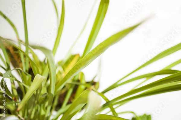 Obraz grass