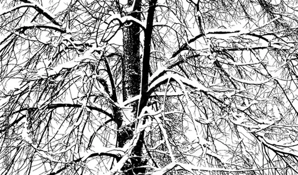 Fototapeta Silhouette of a tree covered with snow on a white background. Vector realistic black and white illustration of a linden tree in winter, after a snowfall.