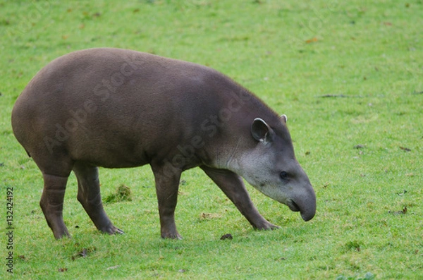 Obraz Brazillian Tapir