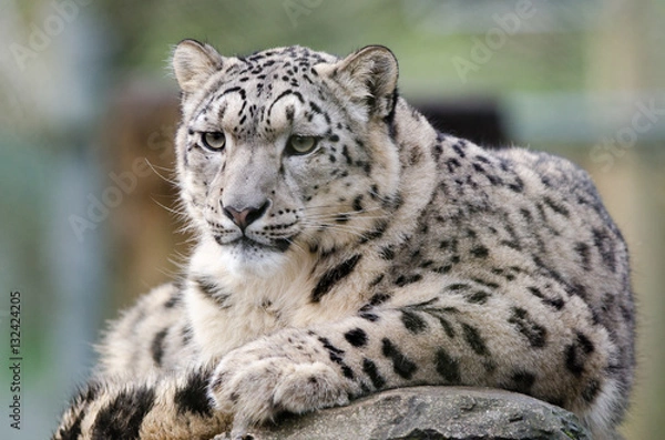 Obraz Snow Leopard