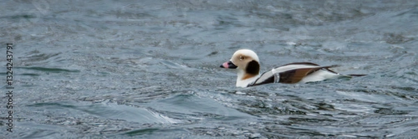 Obraz Long Tailed Duck (Pano-2025)