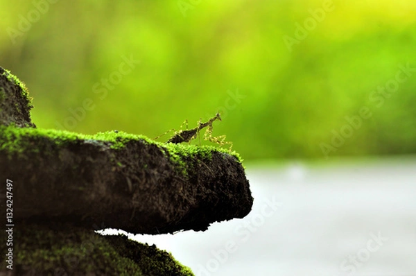 Obraz green moss mantis on the ground
