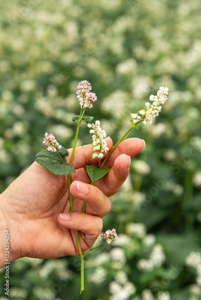 Fototapeta hand showing blooming buckwheat in the fall