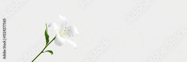 Fototapeta Elegant White Flower Design with Ample Space for Text