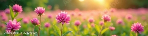 Obraz Field of pink clover flowers swaying in breeze, spring bloom