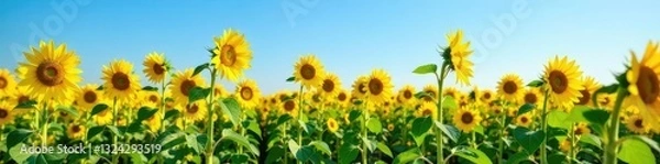 Obraz Field of tall sunflowers with a clear blue sky, field, harvest