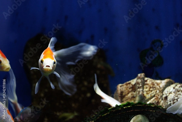 Obraz キタノメダカ