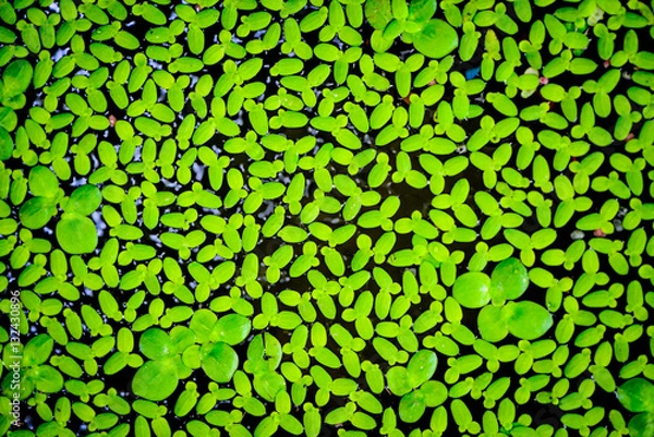 Obraz Duckweed as background