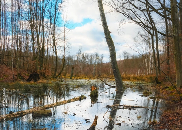 Obraz Las Otominski, Kaszuby