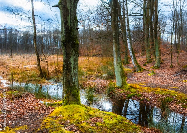 Obraz Las Otominski, Kaszuby