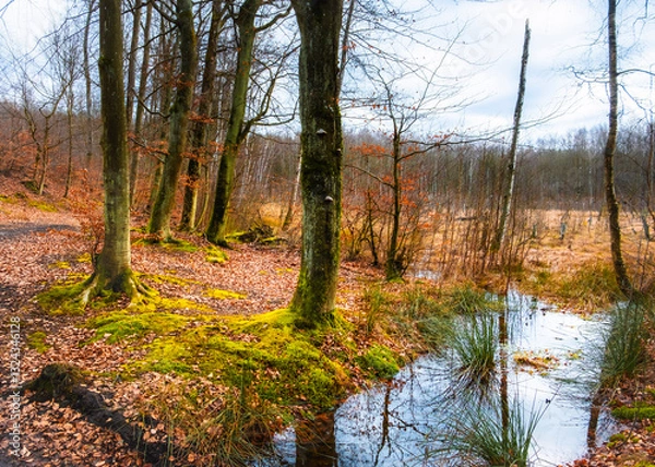 Obraz Las Otominski, Kaszuby