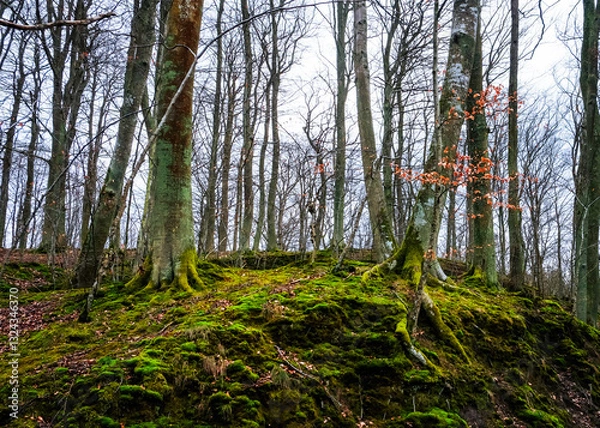 Obraz Las Otominski, Kaszuby