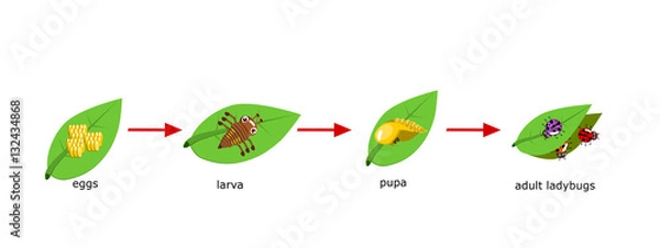 Obraz Vector Cycle of ladybug for kids