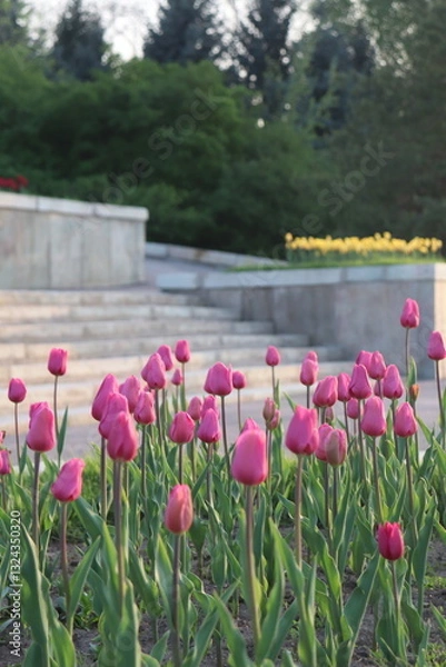 Obraz tulips in the park