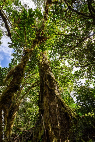 Obraz Large trees in the jungle