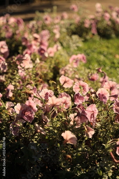 Fototapeta Blooming flowers in a flower bed in the evening sunlight vertical orientation