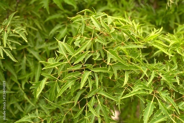 Obraz Polyscias fruticosa - Ming Aralia Foliage Close-up

