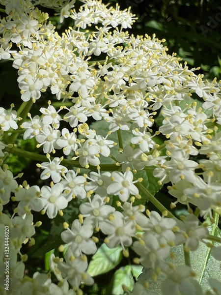 Fototapeta Holunderblüte