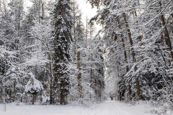 Fototapeta Winter road