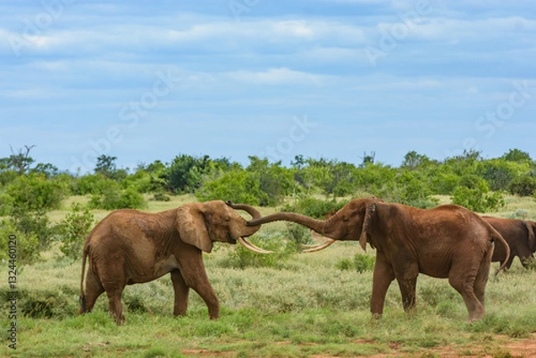 Obraz Two Elephants lock trucks