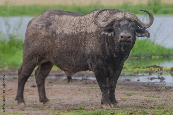 Fototapeta A Buffalo at close range