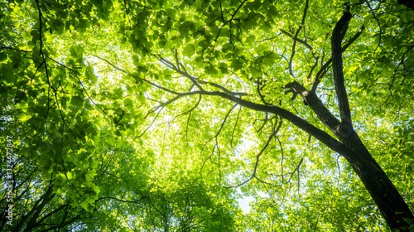 Fototapeta View Upward Through Lush Green Forest Canopy Showing Branches Leaves and Sunlight Filtering Through the Foliage