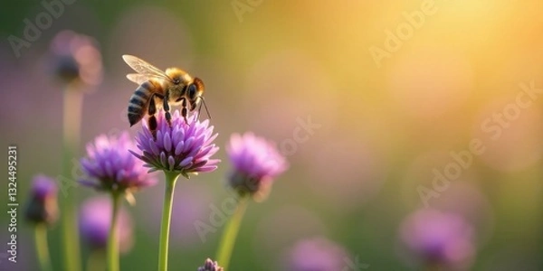 Fototapeta A honeybee delicately gathers nectar from a vibrant purple flower, bathed in the warm glow of the setting sun, a serene moment in nature's embrace.