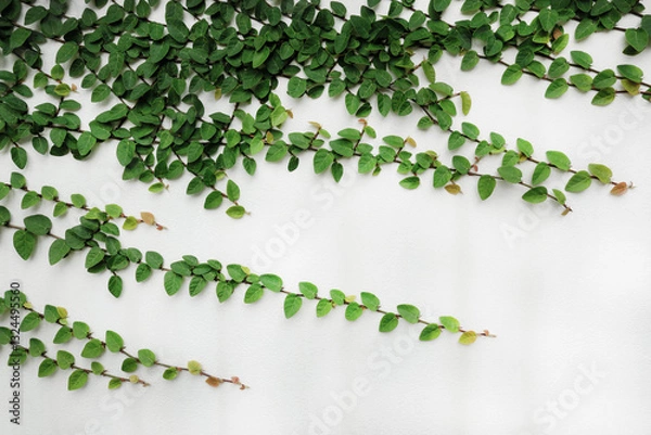 Fototapeta Ficus pumila, Creeping fig or Climbing fig vine creeps up on a white concrete wall.	