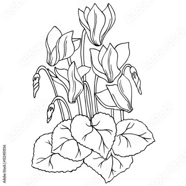 Fototapeta vector contour sketch of cyclamen flower
