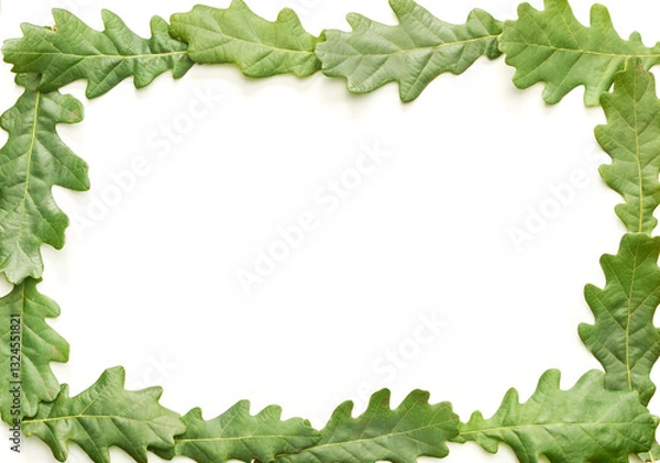 Obraz Green oak leaves arranged in rectangular frame on white background.