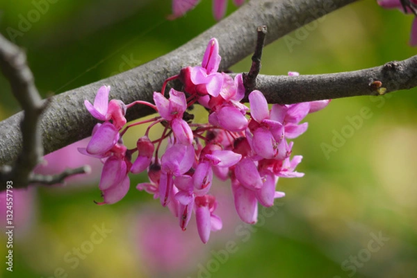 Fototapeta Cercis siliquastrum blossom. Redbud flowered tree. Brunch close up. Spring gardening concept