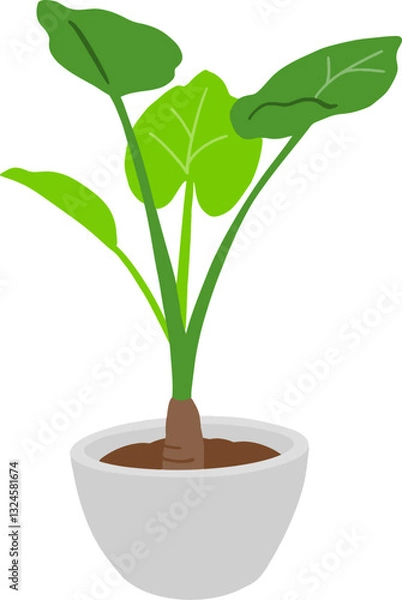 Fototapeta 몬스테라 화분