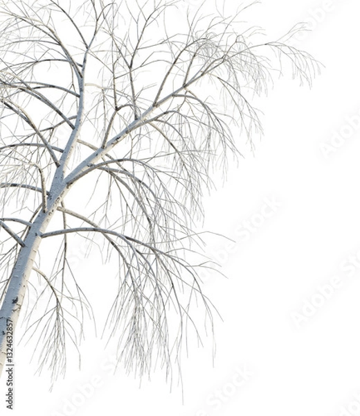 Fototapeta Betula pendula winter tree corner 4k png cutout transparent background