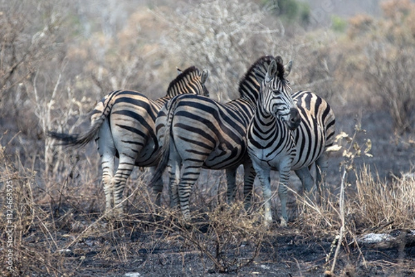 Obraz Three wild Zebras in fire burned area in Kruger National Park in South Africa RSA